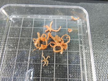 Media type: image;   Invertebrate Zoology 139659